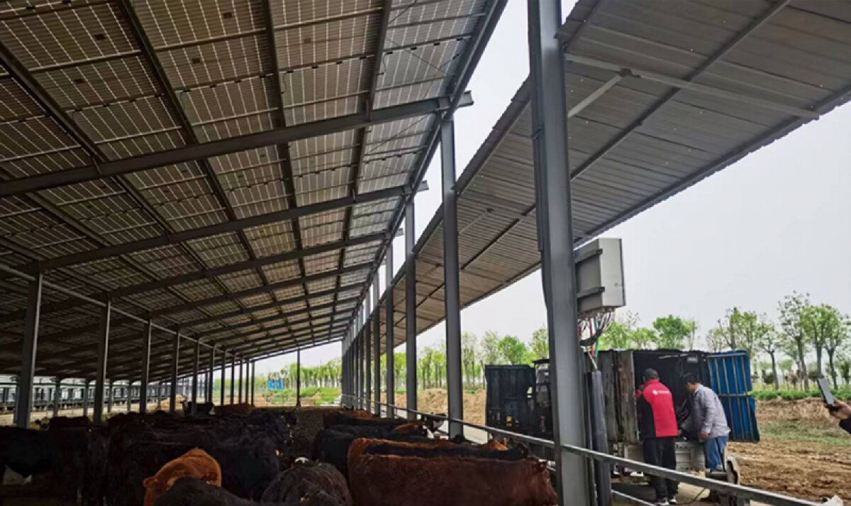 信橋鋼構：打卡蒙陰農業(yè)溫室大棚、青州黑牛養(yǎng)殖基地！(圖4)
